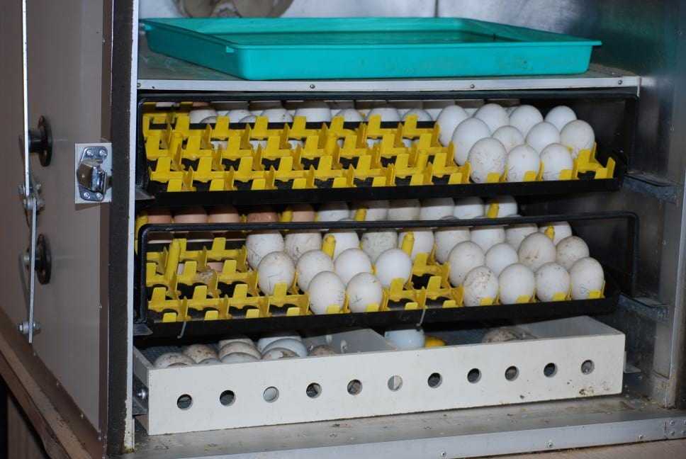 Отключение инкубатора. Drop Factory [Butagoma 300g] (инкубатор). Инкубатор "WQ-24". Инкубатор Золушка на 30 яиц. Инкубатор кварц на 200 куриных яиц.