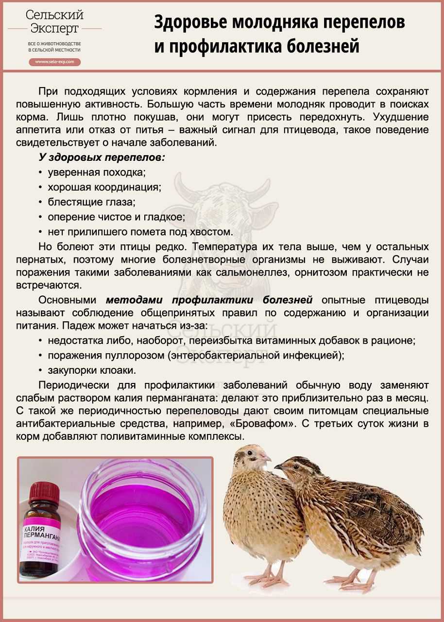 Комбикорм для перепелов, состав корма для перепелов (таблицы)