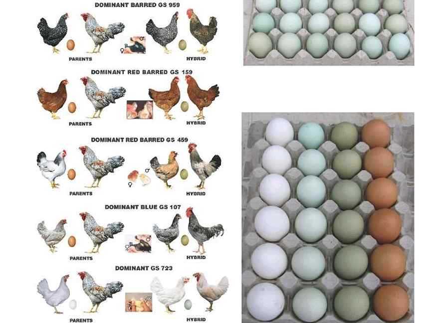 Доминанты порода яйца