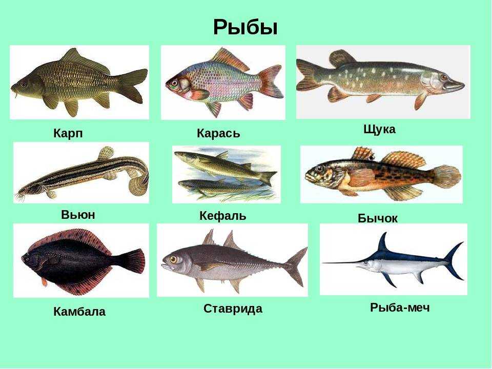Название групп рыб. Рыбы речные и морские с названиями. Название рыб. Рыбы обитающие в реке.