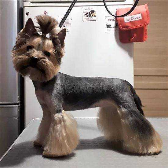 Какой машинкой можно подстричь собаку
