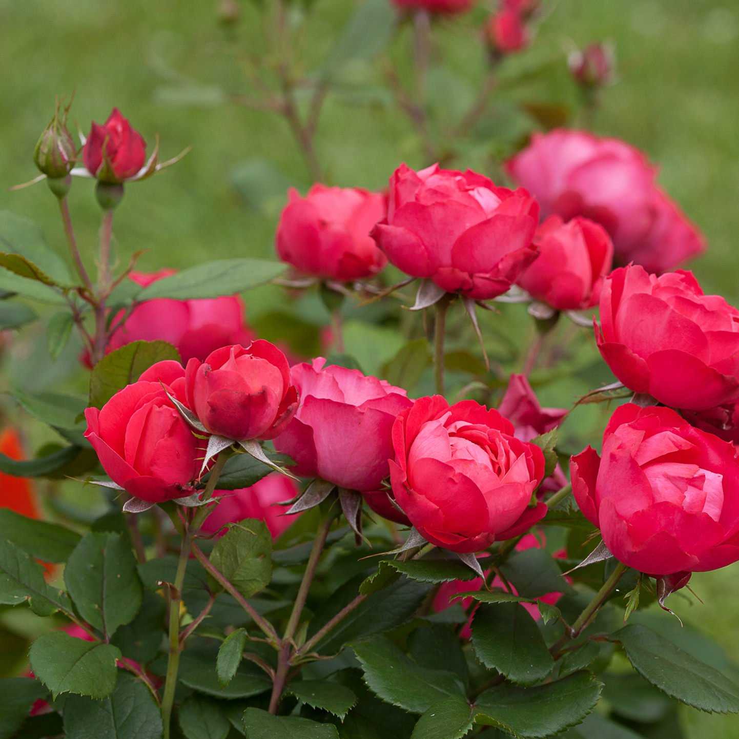 Самые красивые розы для подмосковья фото с названиями