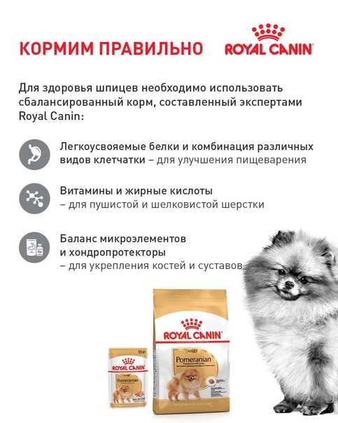 Чем кормить немецкого шпица – взрослого, щенка, рацион питания