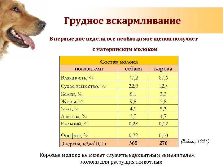 Корм для белых шпицев щенков