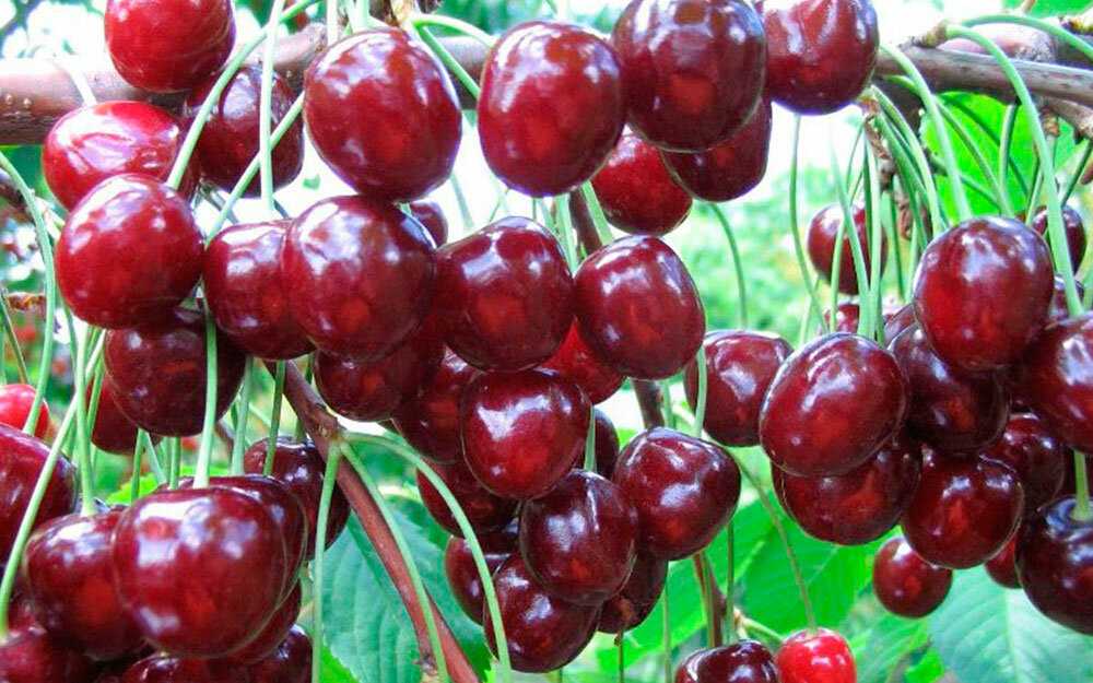 Выбираем сорт вишни – описание распространённых разновидностей