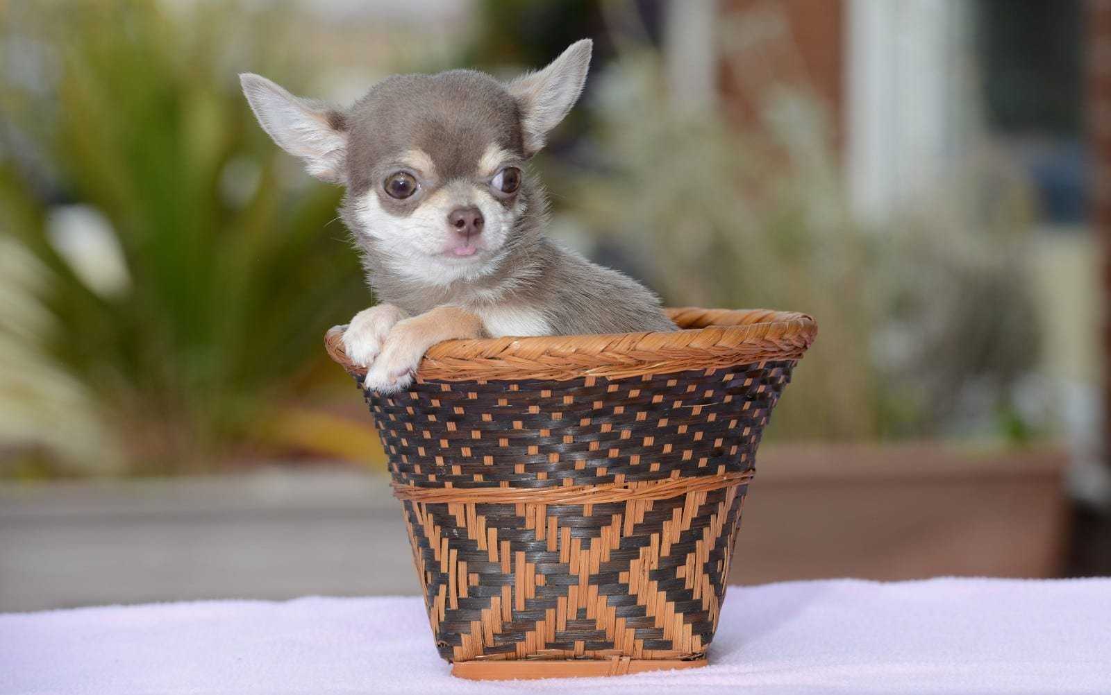 Топ самых маленьких пород собак в мире фото