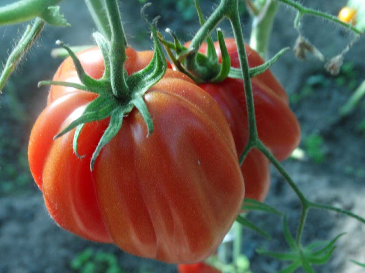Семена урожайных томатов. Томат тепличный крупноплодный. Варданза томат. Томат Долина роз. Томат сорт "Жемчужина Сибири".