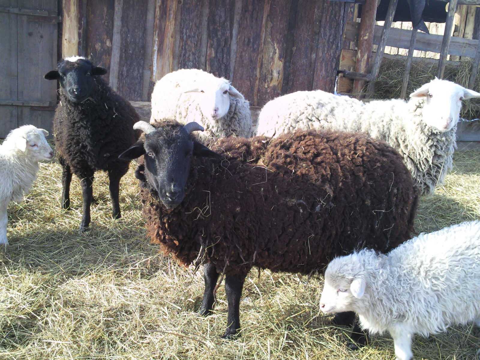 Мясные породы овец в россии. разведение овец мясной породы