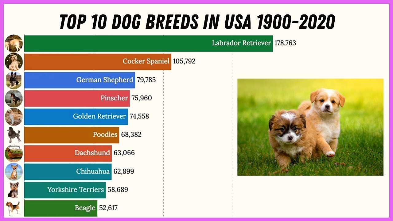 Рейтинг собак 2023. Популярность пород собак. Собаки популярность.. Статистика популярных пород собак. Топ 10 пород собак в России.