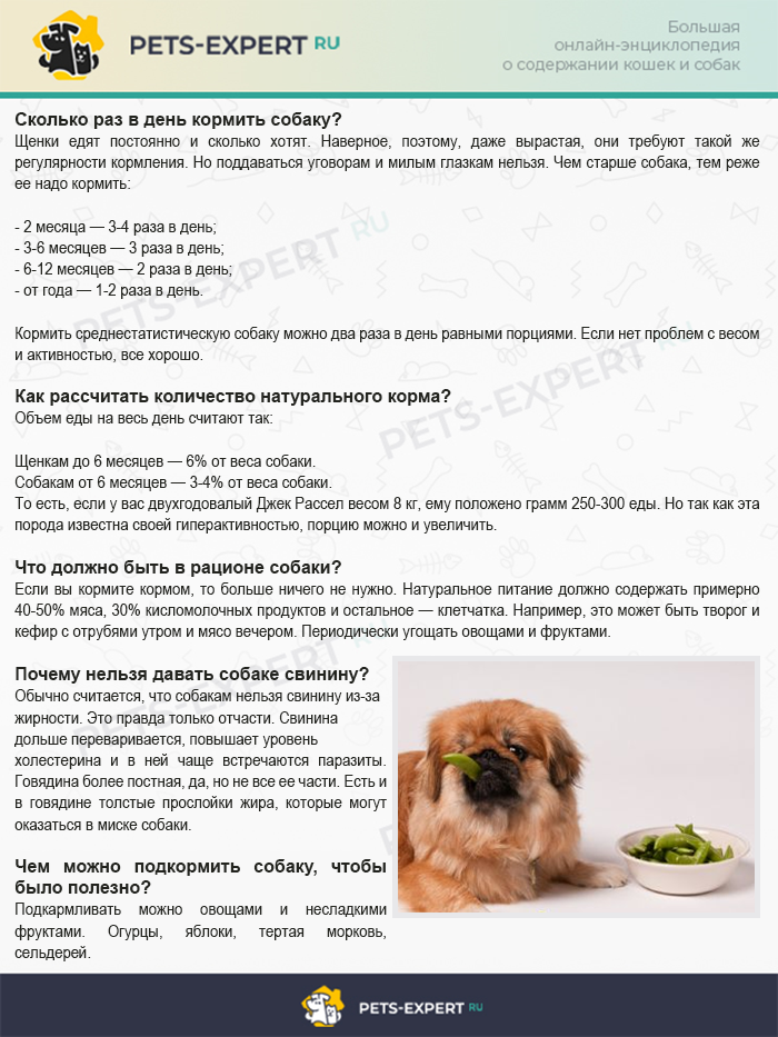 Какой корм для шпицев самый лучший по мнению ветеринаров